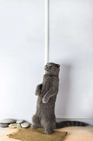 gray scottish fold cat stands on its hind legs with golden eyes on a white backgroundの写真素材
