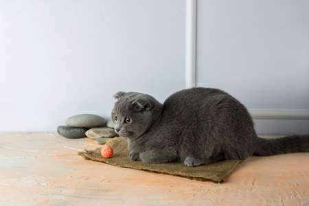 gray scottish fold cat with golden eyes on a white, peach backgroundの写真素材