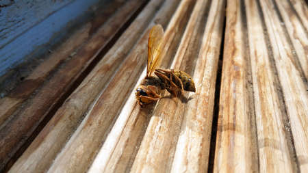 Dead wasp up close beautiful yellow. Wasp dead beautifulの写真素材