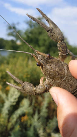 Live crayfish in handの写真素材
