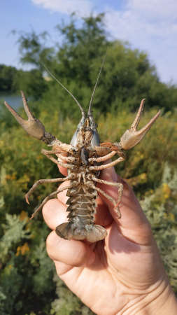 Live crayfish in handの写真素材