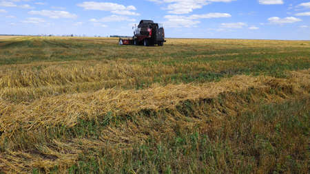 Combine harvester on the field. Wheat Harvest.の写真素材