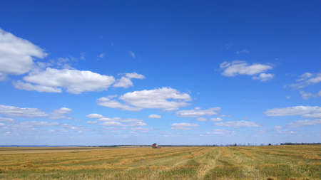 Combine harvester on the field. Wheat Harvest.の写真素材