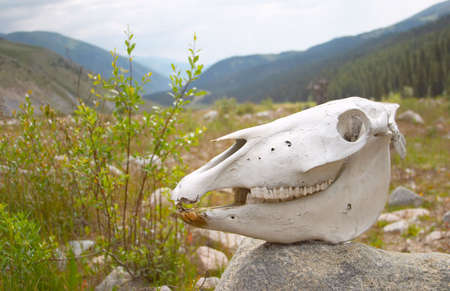 Horse skull Chon Aksu Valley Kyrgyzstanの写真素材