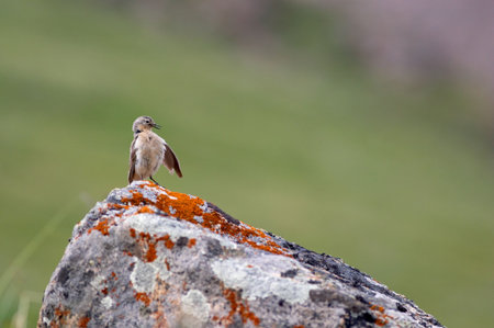 Little bird cleaning itselfの写真素材
