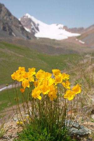 Mountain poppy with mountains in the backgroundの写真素材