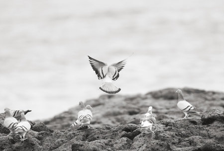 Pigeons at the sea shore Puerto de la Cruz Canarie Islands Spainの写真素材