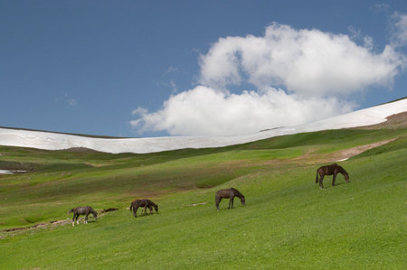 Horses grazing, Kyrgyzstanの写真素材