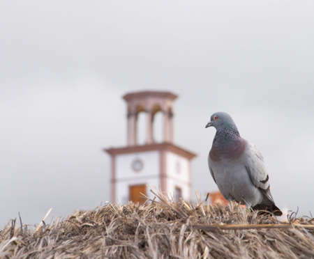 Pigeon looking at the clock on the buildingの写真素材