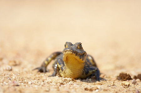  caimanの写真素材