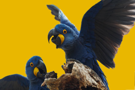 Wild blue hyacinth macaw, Pantanal, Brazilの写真素材
