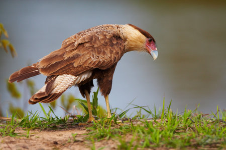 Wild karakara falcon, Pantanal, Brazilの写真素材