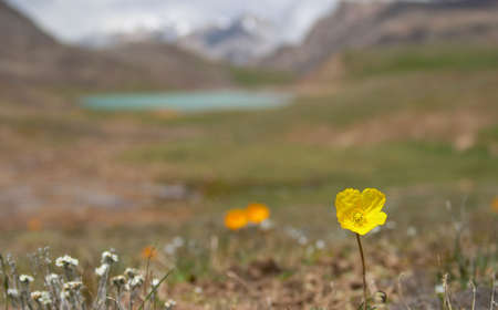 Alpine  meadow in the morning 4の写真素材
