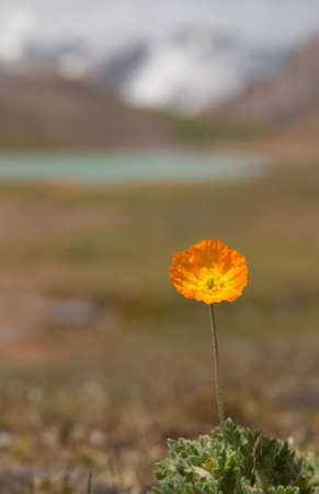 Alpine  meadow in the morning 3の写真素材