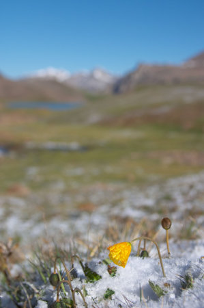 Mountain meadow in the morning after heavy snow 2