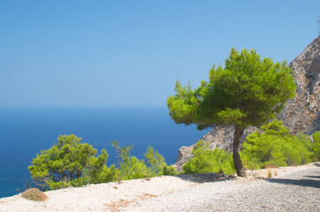 Pine tree, Santorini, Greeceの写真素材