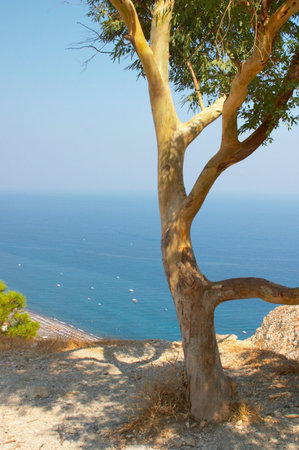 Olive tree, Santorini, Greeceの写真素材
