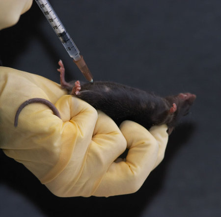Laboratory mouse given intraperitoneal injection 2の写真素材