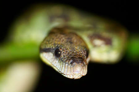 Wild boa, Madagascarの写真素材