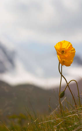 Familyの写真素材