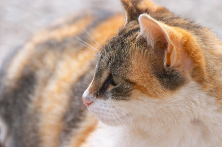 Cat profile closeup (outdoors)の写真素材