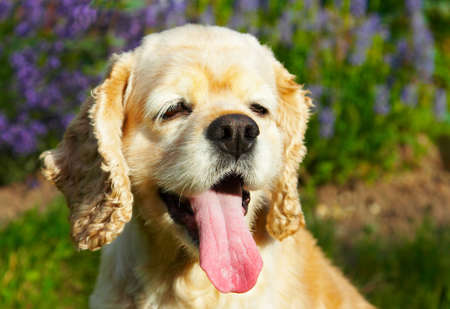 Cocker spaniel smilingの写真素材