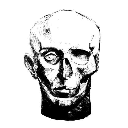 Vector illustration of detailed human skull and face.のイラスト素材