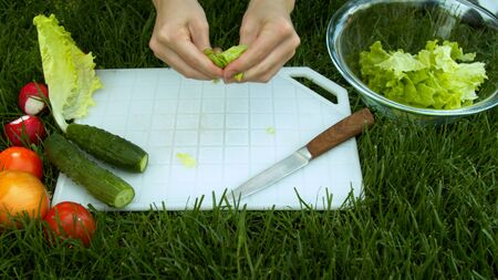 Woman tearing lettuce in garden green grassの写真素材
