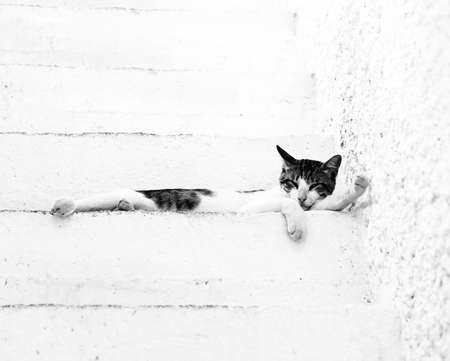 Greek cat on white ladderの写真素材