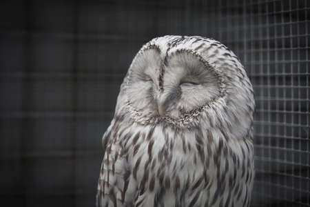 フクロウの写真素材 イラスト素材 ストックフォトのamanaimages Plus