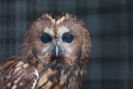 owl in a cage at the zooの写真素材