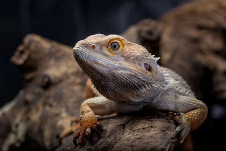 Portrait of a bearded agama, dragon sitting on a wooden branchの写真素材