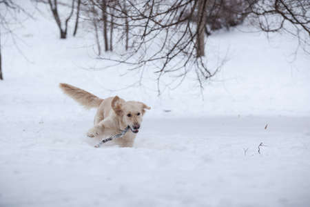 Retriever, happy winter, Walk with a friendの写真素材