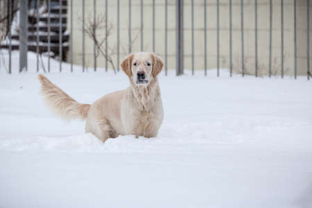 Retriever, happy winter, Walk with a friendの写真素材