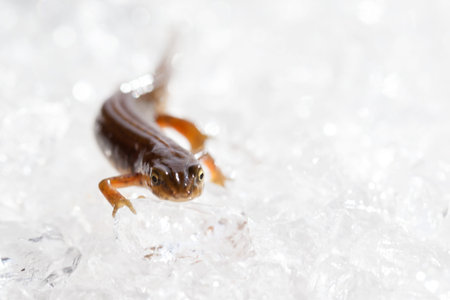 Triton on the ice in the hydrogel,の写真素材