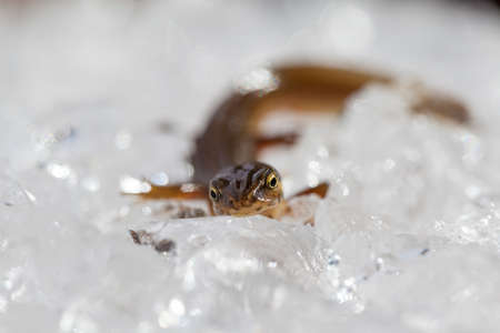 Triton on the ice in the hydrogel,の写真素材