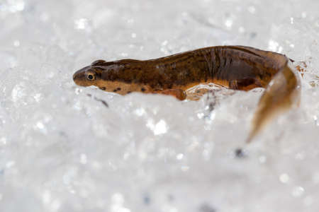 Triton on the ice in the hydrogel,の写真素材