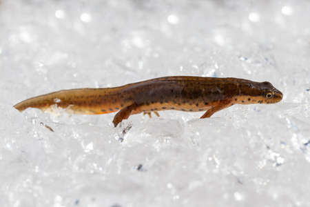 Triton on the ice in the hydrogel,の写真素材