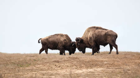 Two wild buffalos fighting, bison fightの写真素材