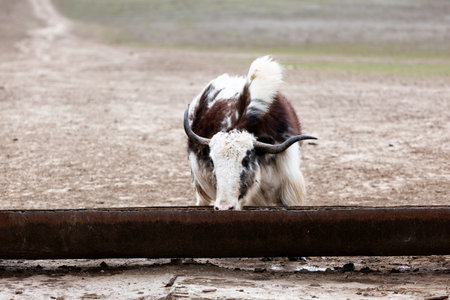 yak on a watering placeの写真素材