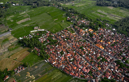Top view or aerial shot of fresh green and yellow rice fields. Aerial view of Planted Rice fields...