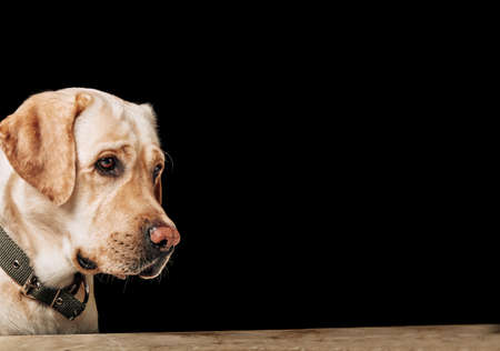 Portrait of Golden Retriever. Studio shot of an adorable Golden retriever on black background.の写真素材