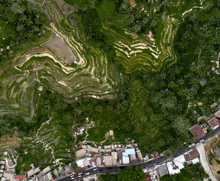 Top view or aerial shot of fresh green and yellow rice fields. Aerial view of Planted Rice fields and rural villages, geometry of agriculture. Bali, Indonesiaの写真素材