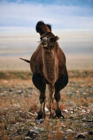 Bactrian camel in the steppes of Mongolia. the transport of the nomad. A herd of Animals on the pasture.の写真素材