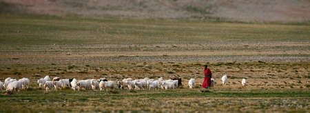 Mongolian shepherd with a herd on the pasture. A nomad in a traditional robe. 09/08/2019. Gobi desert, Mongolia.のeditorial素材
