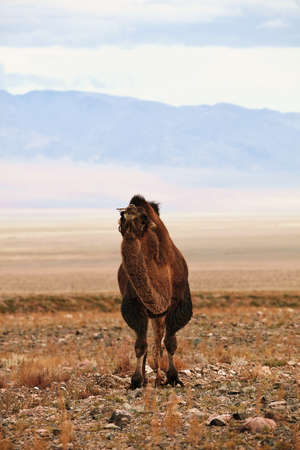 Bactrian camel in the steppes of Mongolia. the transport of the nomad. A herd of Animals on the pasture.の写真素材