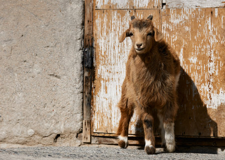 Mongolian goats. Source of meat, milk and wool. Goat Cashmere and cheese have become favorite Souvenirs of tourists.の写真素材