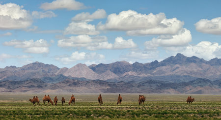 Bactrian Camels on a pasture in Mongolia. Panorama of the pasture. Source of meat, milk and wool....