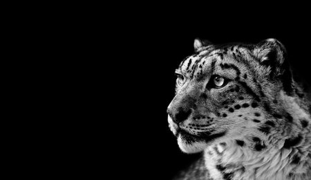 Beautiful Portrait of a Snow Leopard On black background. Portrait of a wild cat Irbis (Uncia uncia)