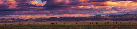 Bactrian Camels on a pasture in Mongolia at sunset. Panorama of the pasture. Source of meat, milk and wool. Camel down, a favorite souvenir of tourists.の写真素材